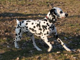 Abby vom Hause Fiedanu „Abby“