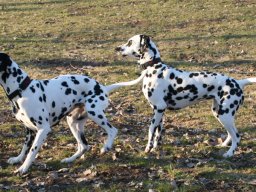 Abby vom Hause Fiedanu „Abby“