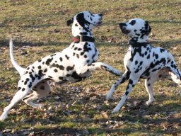 Abby vom Hause Fiedanu „Abby“