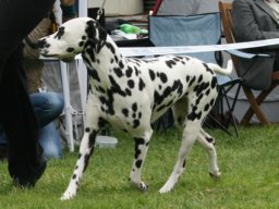 Abby vom Hause Fiedanu „Abby“