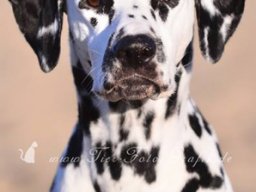 Abby vom Hause Fiedanu „Abby“