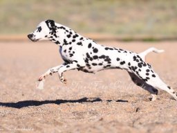 Abby vom Hause Fiedanu „Abby“