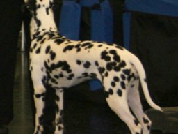 Abby vom Hause Fiedanu „Abby“