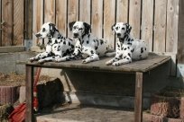 Abby vom Hause Fiedanu „Abby“