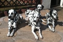 Abby vom Hause Fiedanu „Abby“