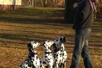 Abby vom Hause Fiedanu „Abby“