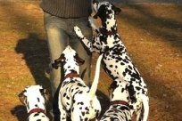 Abby vom Hause Fiedanu „Abby“