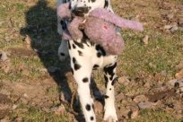 Abby vom Hause Fiedanu „Abby“