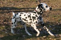 Abby vom Hause Fiedanu „Abby“