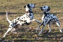 Abby vom Hause Fiedanu „Abby“