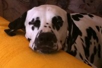 Abby vom Hause Fiedanu „Abby“