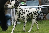 Abby vom Hause Fiedanu „Abby“