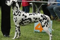 Abby vom Hause Fiedanu „Abby“