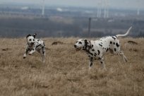 Abby vom Hause Fiedanu „Abby“