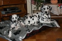 Abby vom Hause Fiedanu „Abby“