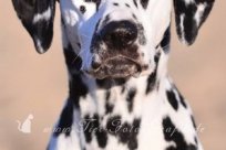 Abby vom Hause Fiedanu „Abby“