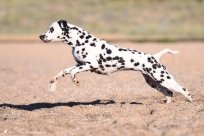 Abby vom Hause Fiedanu „Abby“