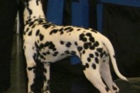 Abby vom Hause Fiedanu „Abby“