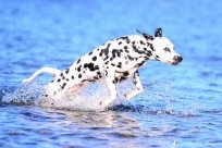 Abby vom Hause Fiedanu „Abby“